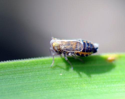 Réf. 263 985 : Dicranotropis sp.